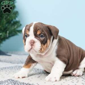 DEXTER, English Bulldog Puppy